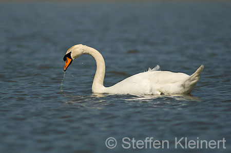 040 Höckerschwan (Cygnus olor)